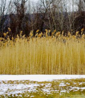 Reed Beds